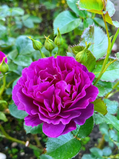 Rose  ’Minievra  |ミネルヴァ | 密涅瓦|比利时‘