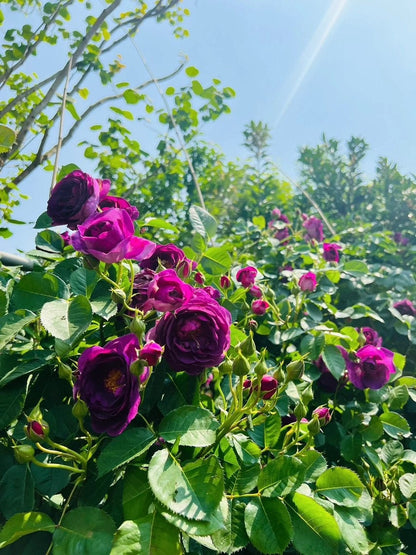 Rose  ’Minievra  |ミネルヴァ | 密涅瓦|比利时‘