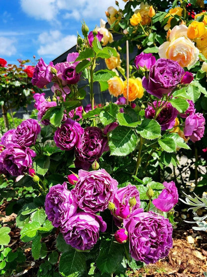 Rose  ’Minievra  |ミネルヴァ | 密涅瓦|比利时‘