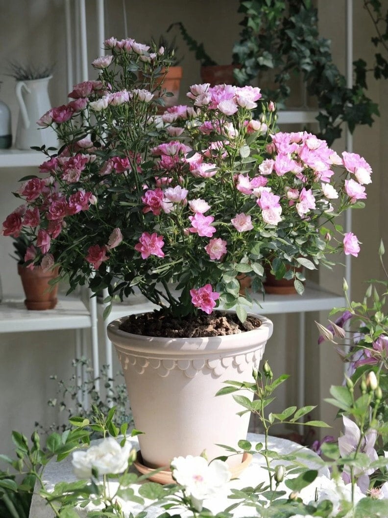 Mini Rose  ’Astro Sky |アストロスカイ | 天荷繁星 ‘