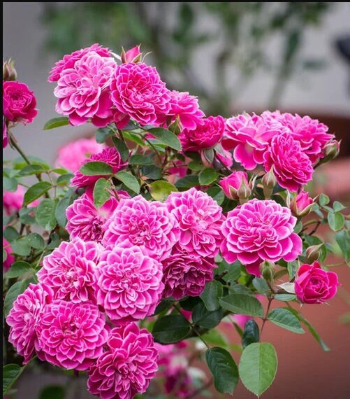 Shrub Rose 'Marriotta | 马里奥塔 '