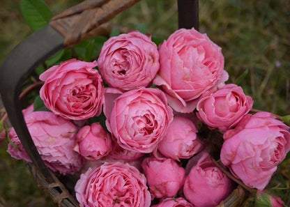 Rare Rosa  ’ Miyako |みやこ | 宫古 | 京 ‘