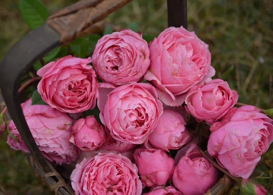 Rare Rosa  ’ Miyako |みやこ | 宫古 | 京 ‘
