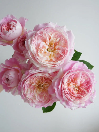 Shrub Rose ‘Claude Monet  | モネ  | 莫奈 ’