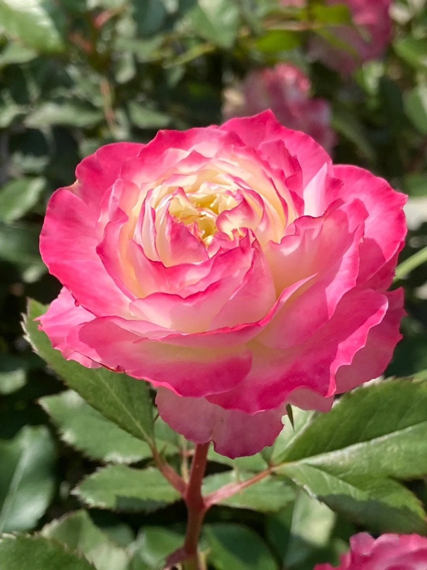 Rare Rose  ‘First Blus  | 初妆  ’ - Award winning