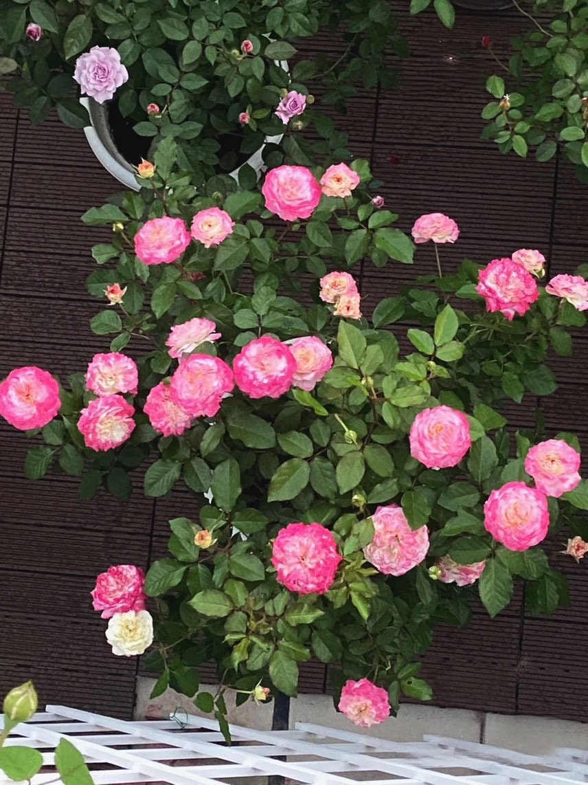 Rare Rose  ‘First Blus  | 初妆  ’ - Award winning