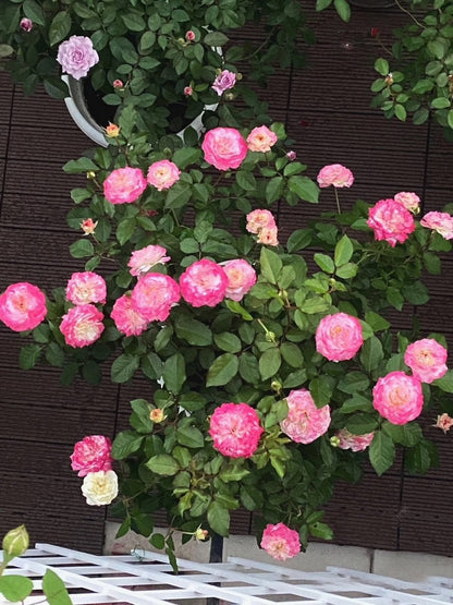 Rare Rose  ‘First Blus  | 初妆  ’ - Award winning