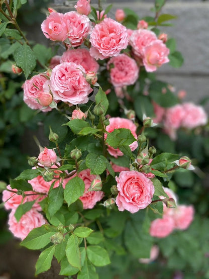 Shrub Rose 'Corail Gelee'  | コラーユジュレ | 珊瑚果冻 - Awarded