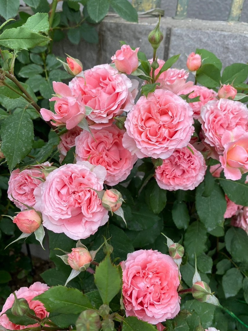 Shrub Rose 'Corail Gelee'  | コラーユジュレ | 珊瑚果冻 - Awarded
