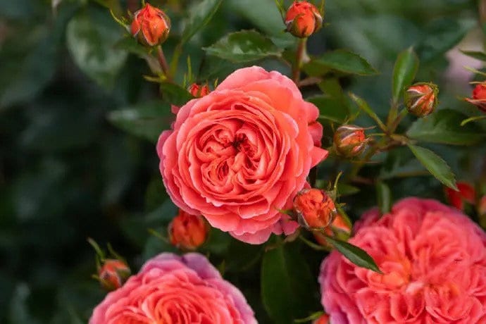 Rose  'Ignite Cherry | 点火樱桃 '