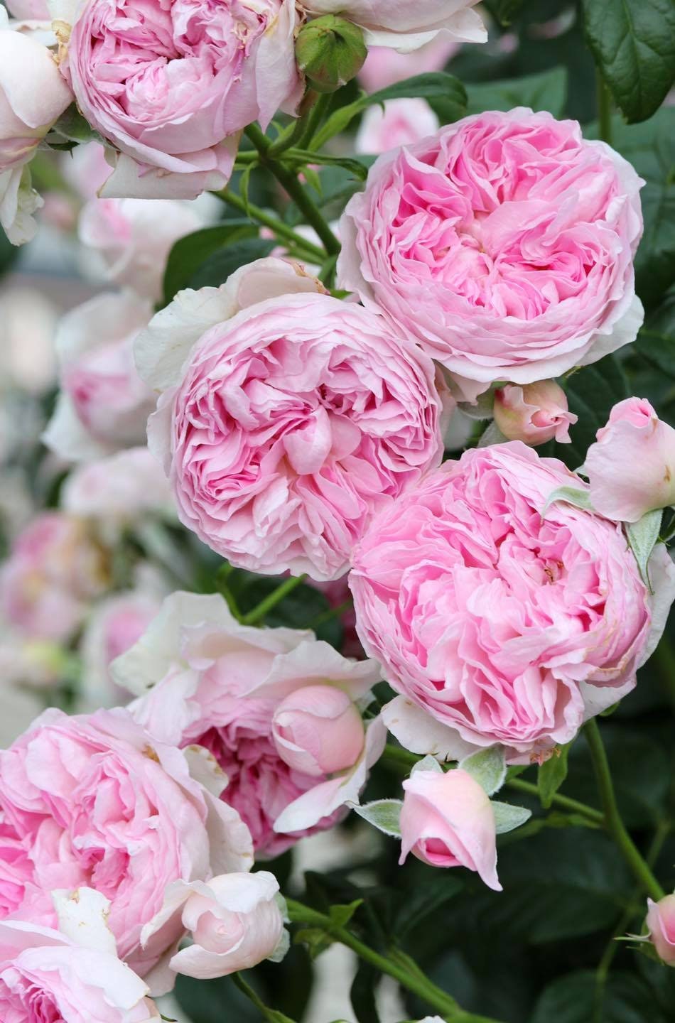 Rose ' Mon Coeur |モンクゥール | 我的心 – Kisaki Plant