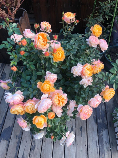 Rose  ‘ Juicy Terrazza| ジューシーテラッツァ|  果汁阳台 ’