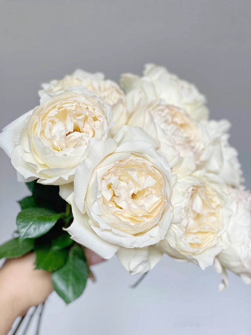 Yves Rose  ‘ Cream Yves Piaget  | 奶油伊芙  ’