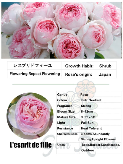 Yves Rose  ‘ L'esprit de fille | レスプリドフィーユ | 乙女心 ’
