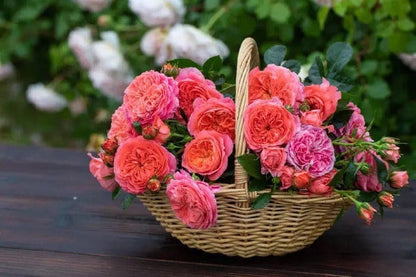Rose  'Ignite Cherry | 点火樱桃 '