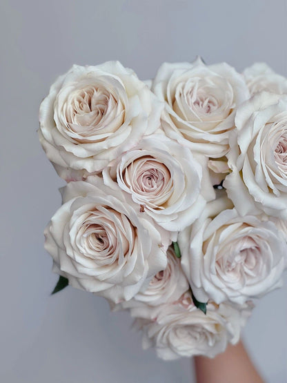 Pearlescence Rose  ’Sliver Lining  | 银色衬裙 ‘