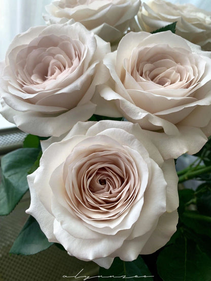 Pearlescence Rose  ’Sliver Lining  | 银色衬裙 ‘