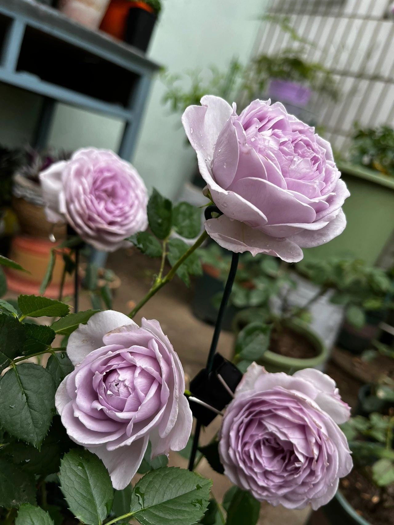 Rose  ’Lapis Lazuli  | ラピスラズリ | 青金石 ‘