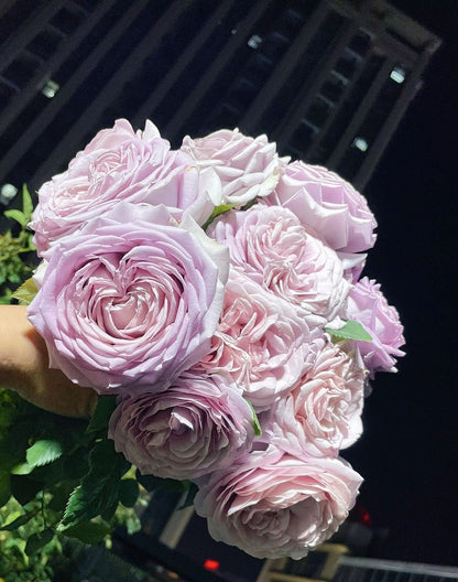 Rosa  ’Sharitetowa | シャリテトワ | 慈善 ‘