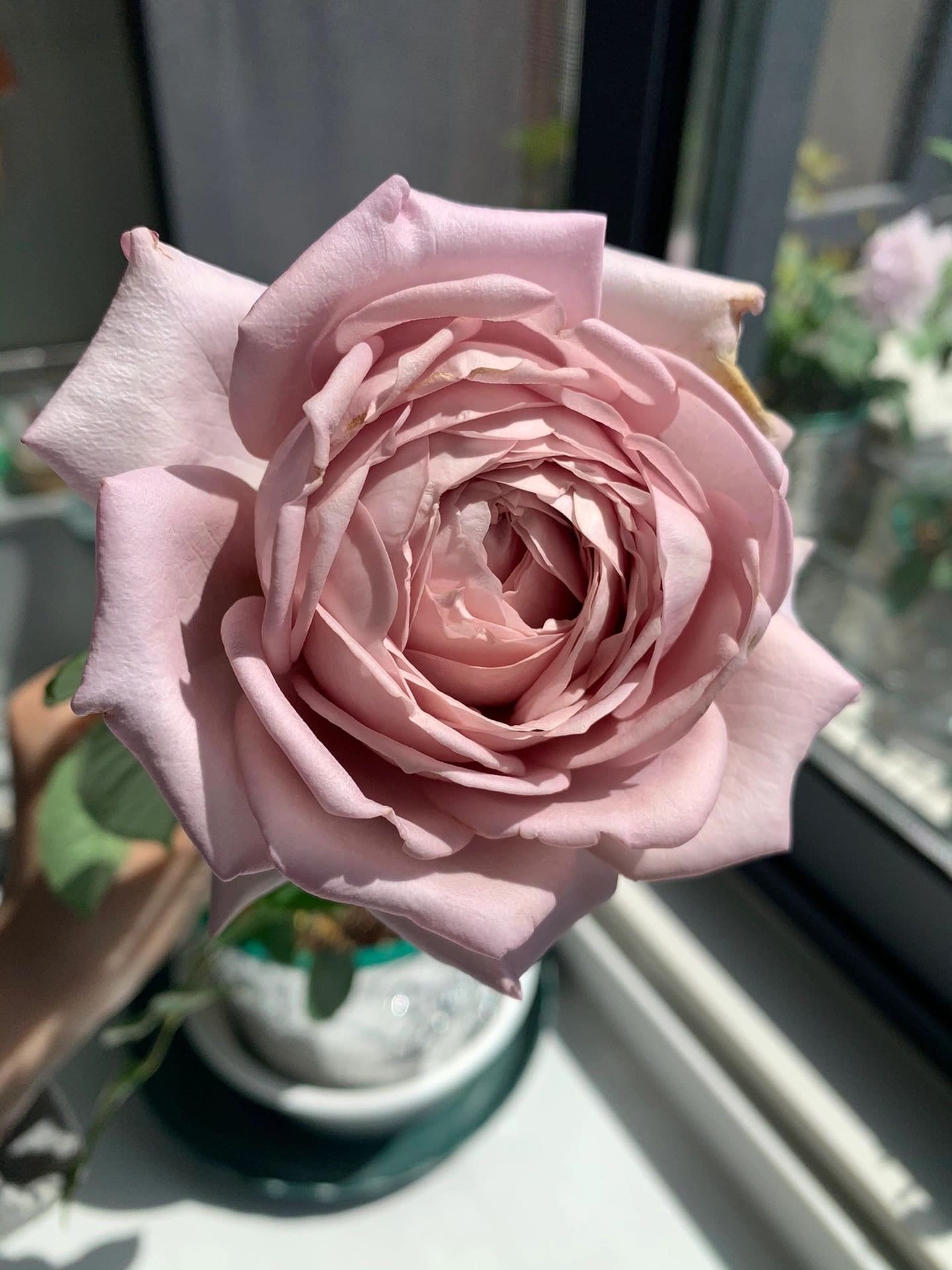 Roses from Japan – Kisaki Plant