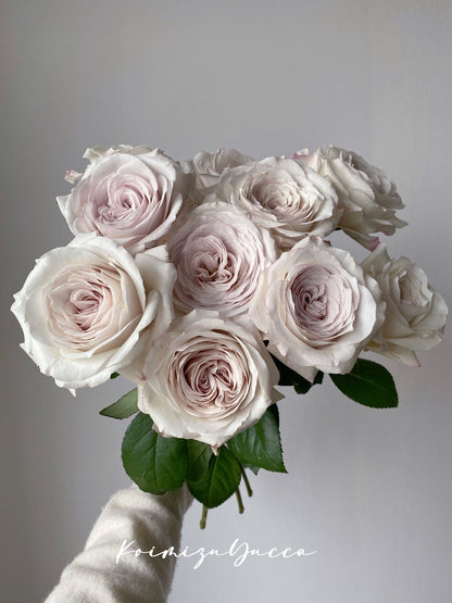Pearlescence Rose  ’Sliver Lining  | 银色衬裙 ‘