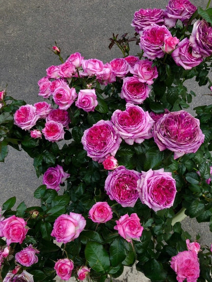Rosa  ’Thierry Marx | 蓝莓蛋糕 ‘ -  Award-winning