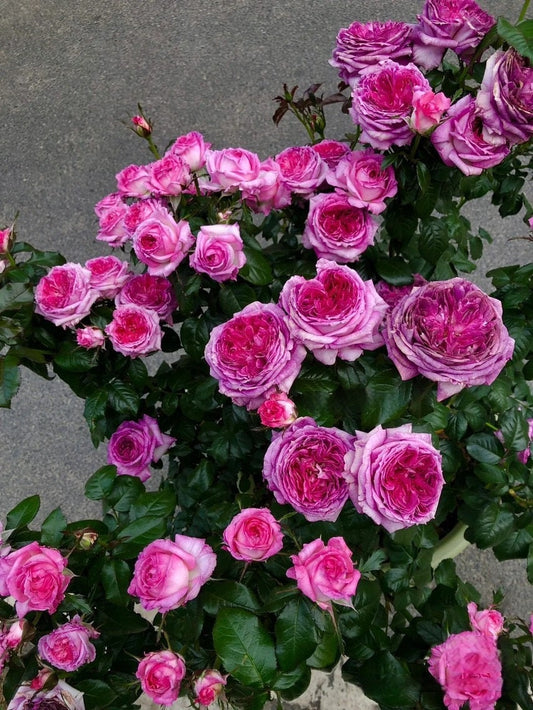 Rosa  ’Thierry Marx | 蓝莓蛋糕 ‘ -  Award-winning