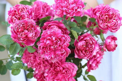Rose  ‘Purple Mist Frost | 紫雾凝霜’  - New Varieties