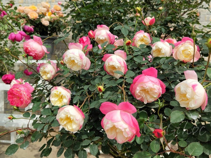 Rose  ‘ Japanese Mon Amou | 和室 ’