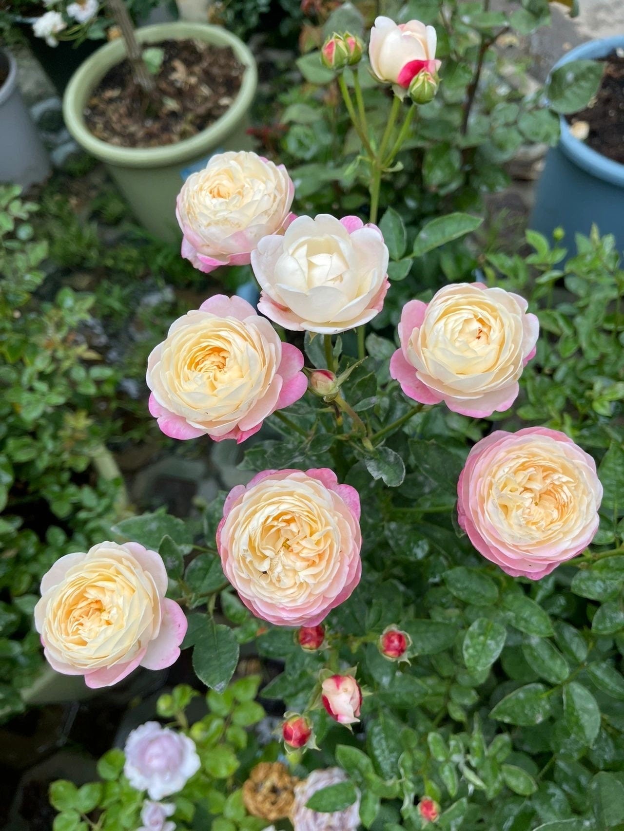Rose  ‘ Japanese Mon Amou | 和室 ’