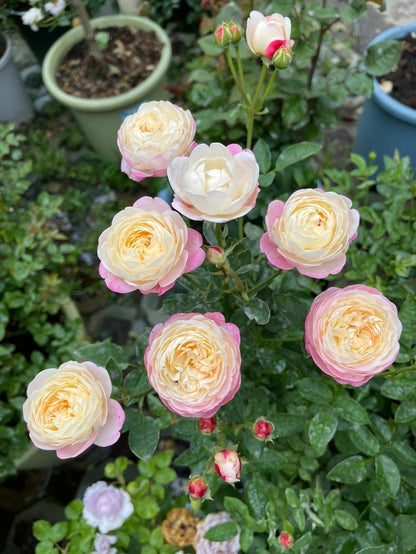 Rose  ‘ Japanese Mon Amou | 和室 ’