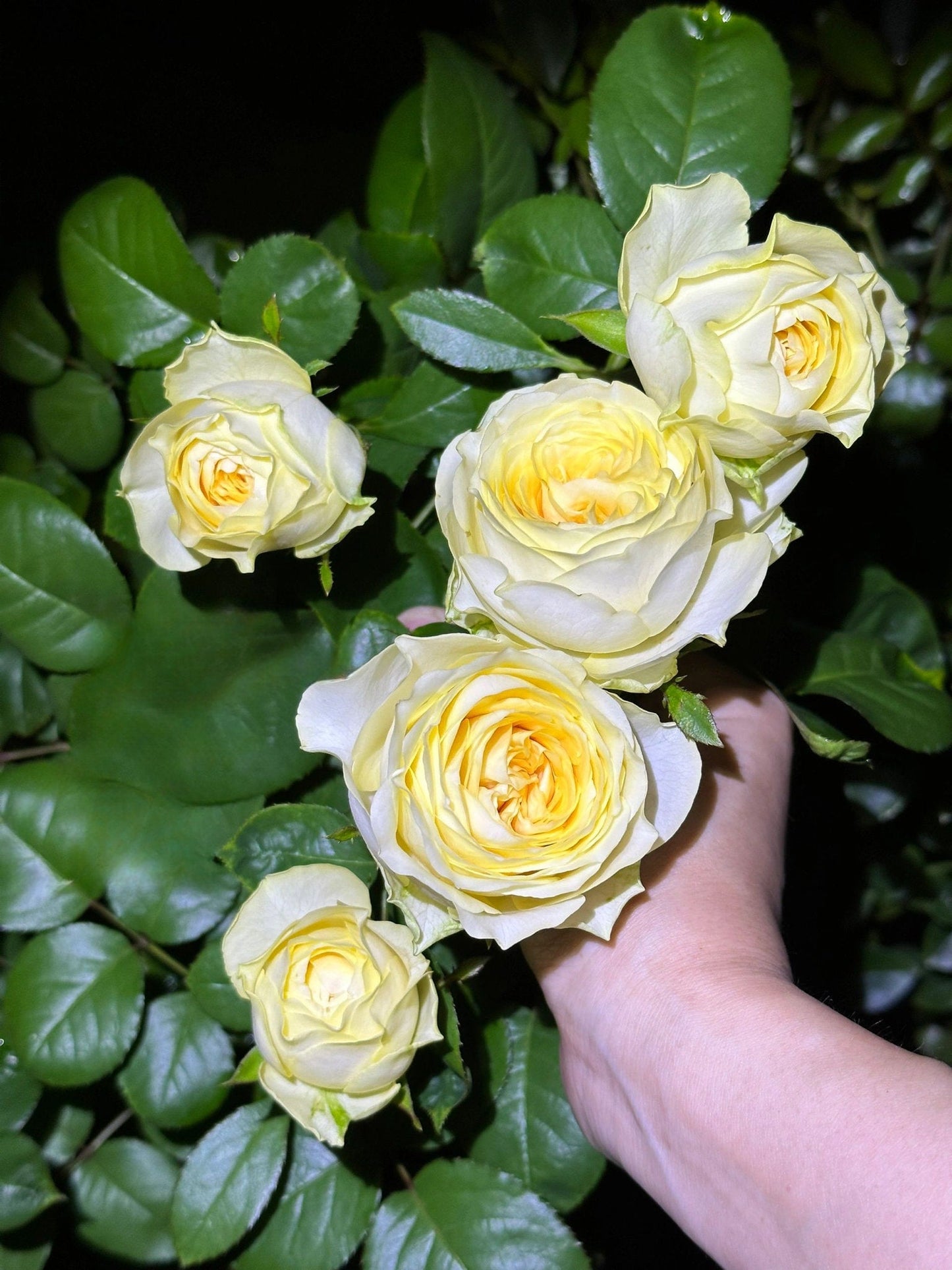 Rose  ‘Butter Cup  | 奶油杯  ’