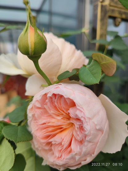 Rose  ‘HanXian ｜涵仙 ’ -   New Varieties 2021