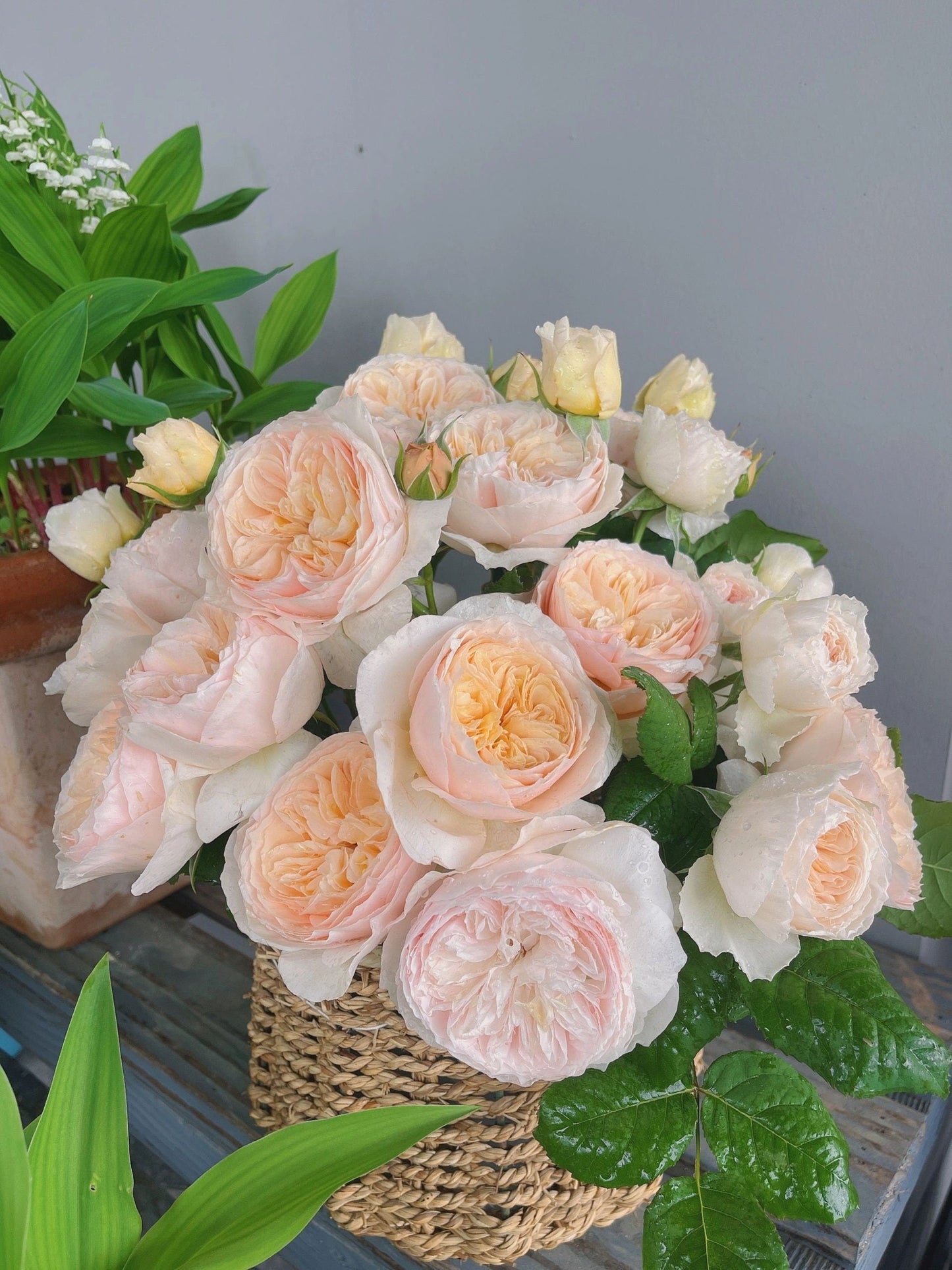 Rose  ‘HanXian ｜涵仙 ’ -   New Varieties 2021