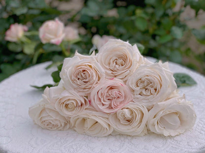Pearlescence Rose  ’Sliver Lining  | 银色衬裙 ‘