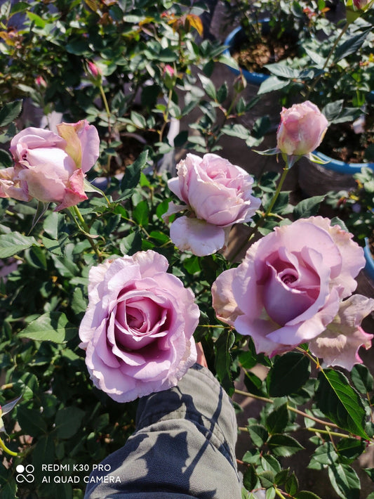Rosa  ’Sharitetowa | シャリテトワ | 慈善 ‘