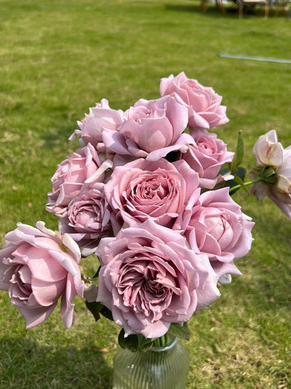 Rosa  ’Sharitetowa | シャリテトワ | 慈善 ‘