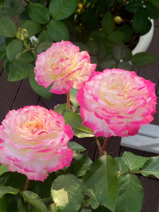 Rare Rose  ‘First Blus  | 初妆  ’ - Award winning