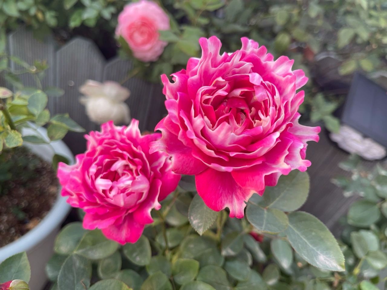 Rose  ‘Purple Mist Frost | 紫雾凝霜’  - New Varieties