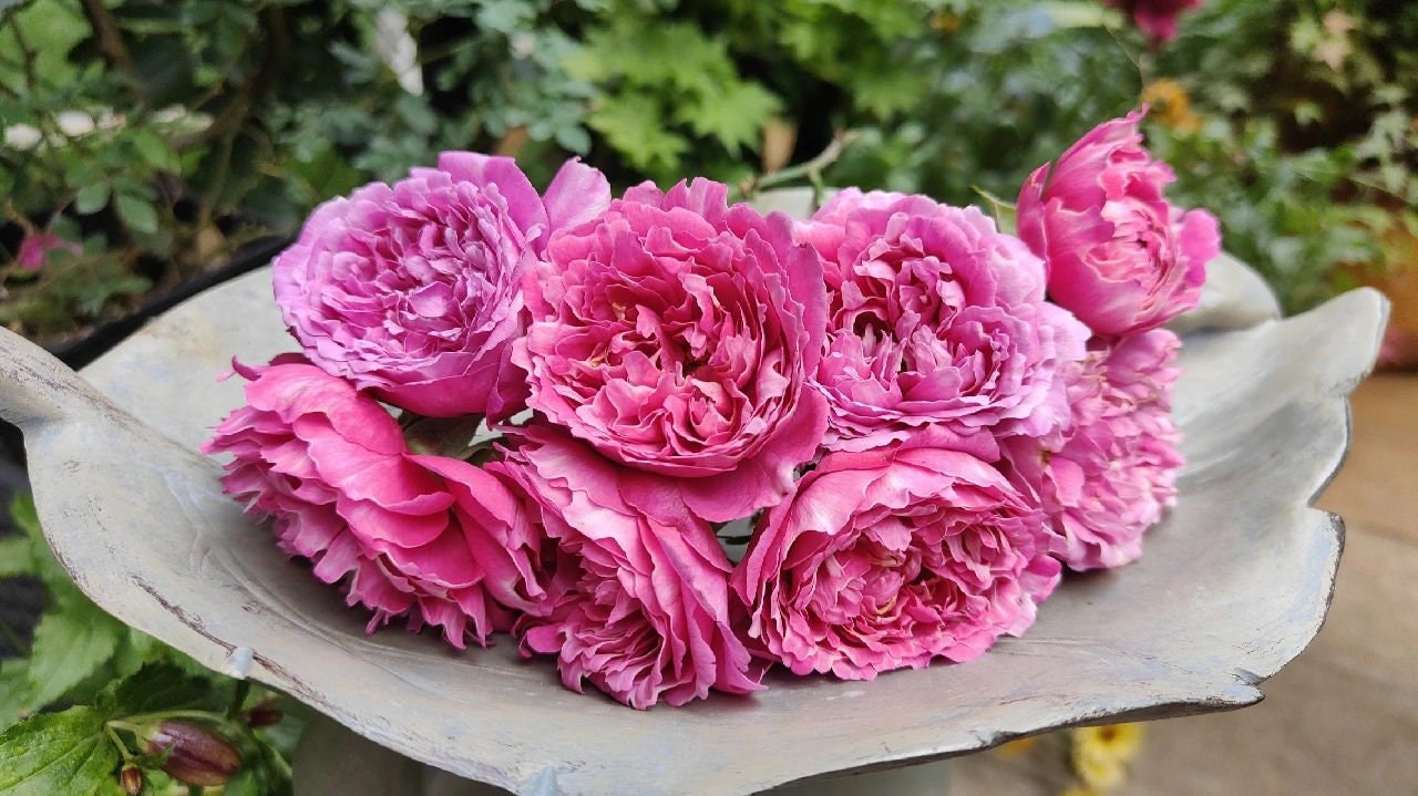 Rose  ‘Purple Mist Frost | 紫雾凝霜’  - New Varieties