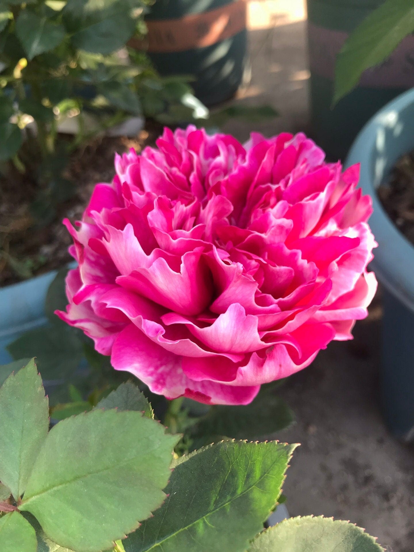 Rose  ‘Purple Mist Frost | 紫雾凝霜’  - New Varieties