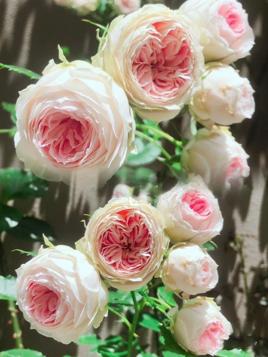 Rose  ‘Pompon Veranda |ポーチフルムーンローズ  | 门廊绒球 ’