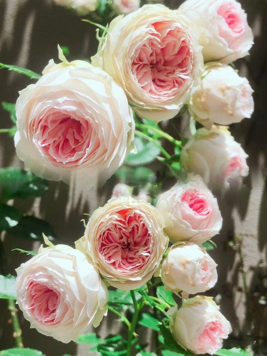 Rose  ‘Pompon Veranda |ポーチフルムーンローズ  | 门廊绒球 ’