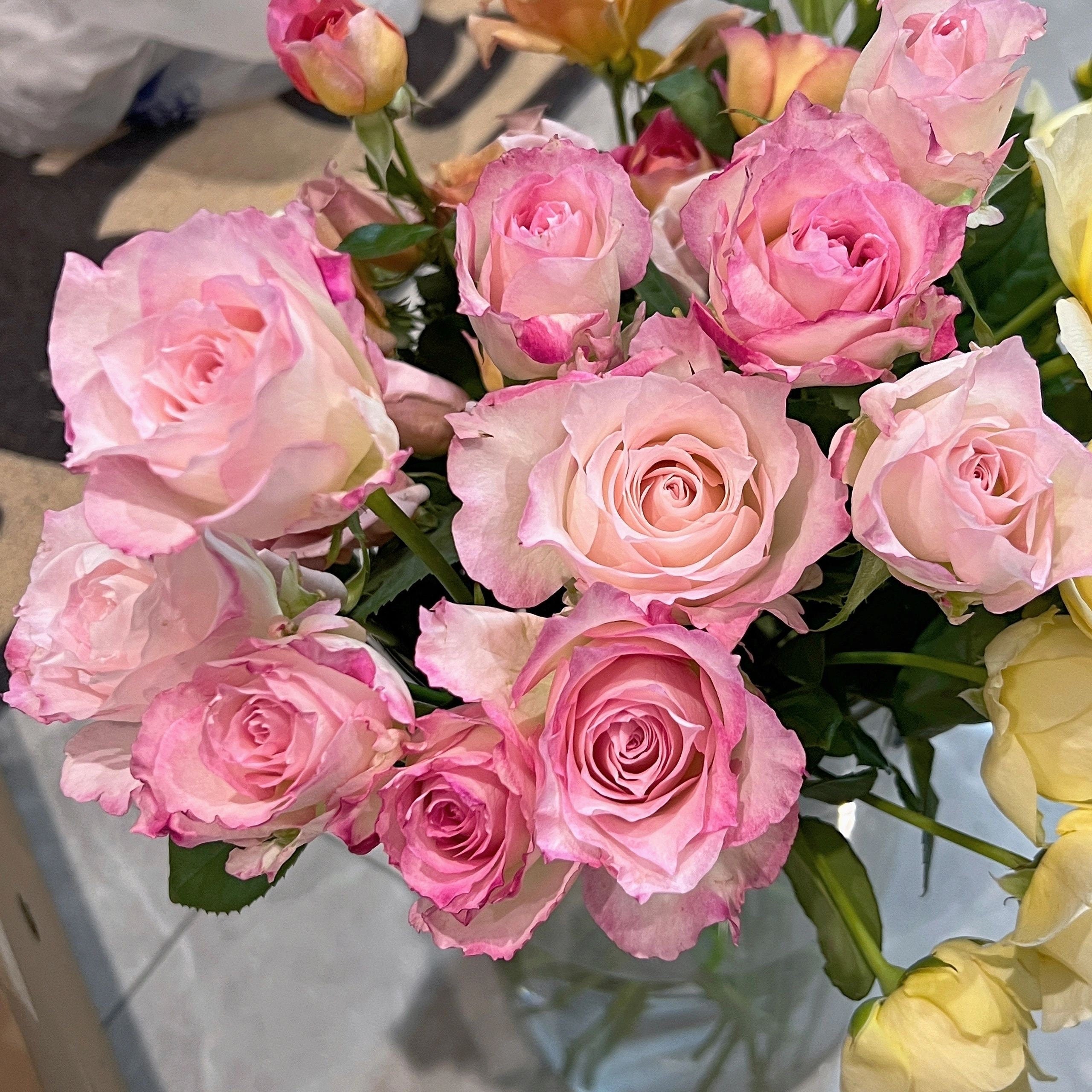 Rosa 'Seraphim | セラフィム | 六翼天使 ' - Award-winning – Kisaki