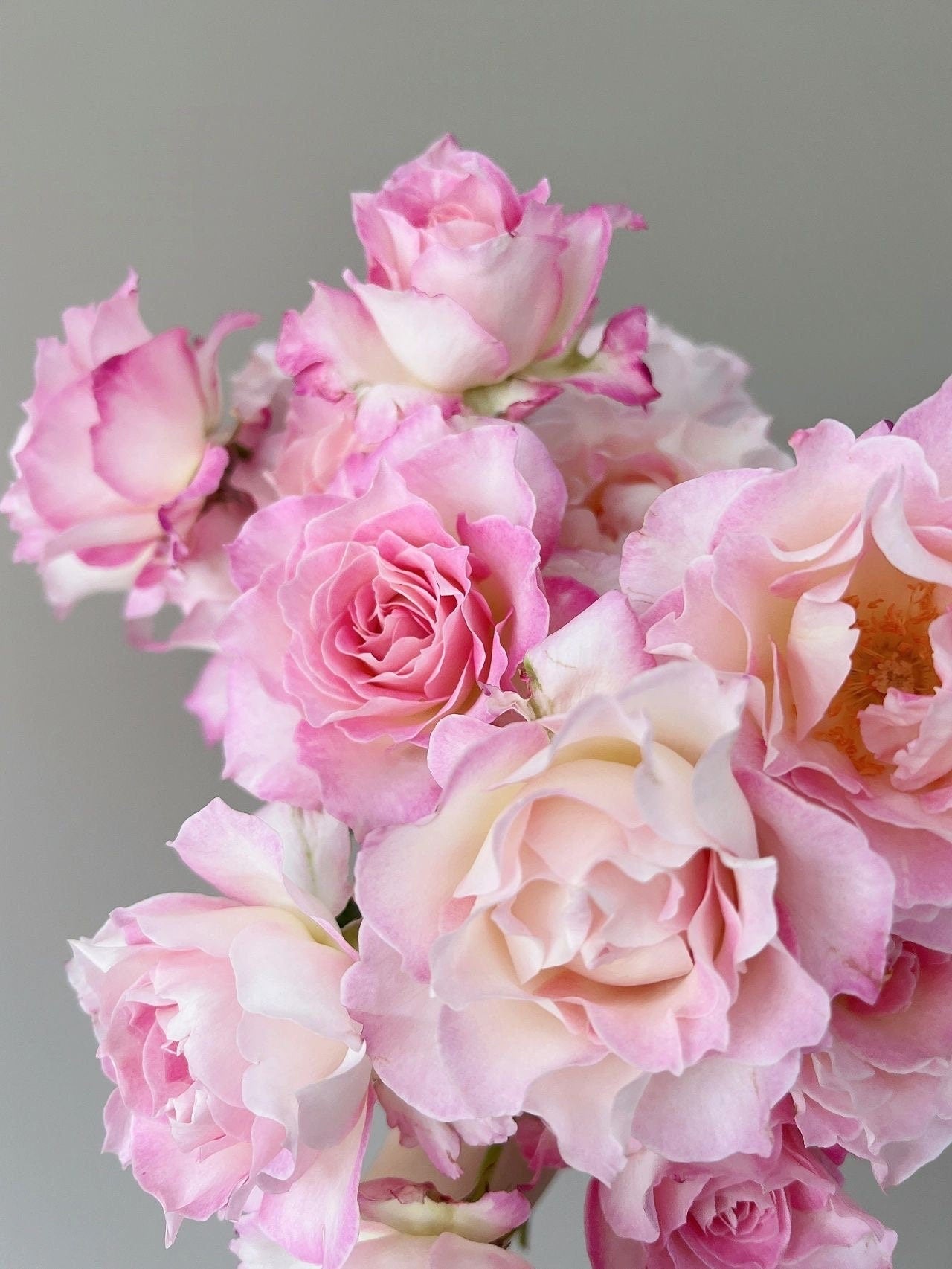 Rosa  ‘Seraphim | セラフィム | 六翼天使 ’   - Award-winning