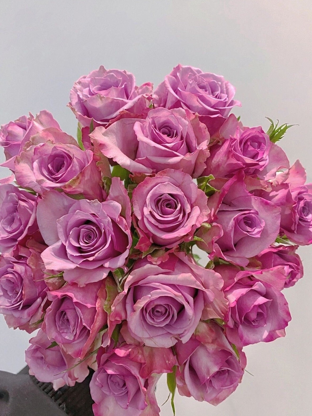 Rare Rose  ‘Nightingale | 紫霞仙子 ’