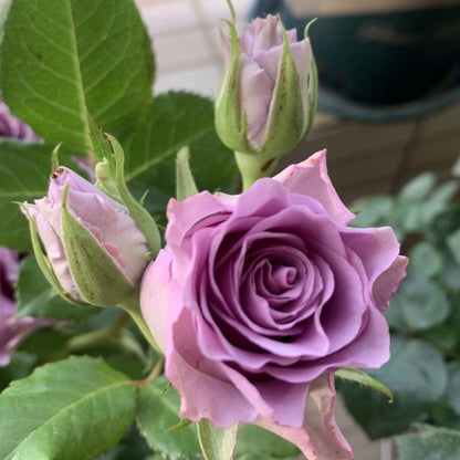 Rare Rose  ‘Nightingale | 紫霞仙子 ’