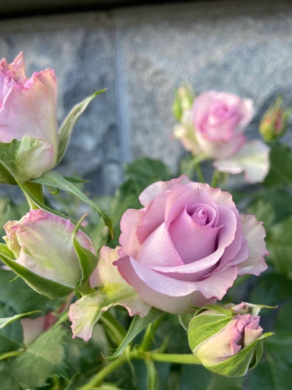 Rare Rose  ‘Nightingale | 紫霞仙子 ’