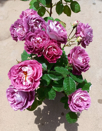 Rose ‘Huddersfield Choral Society |合唱团 ’   -  Award Winning