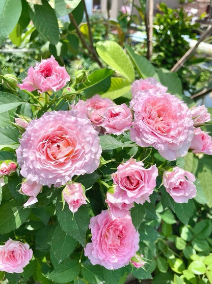 Popular Rose  ‘ Neptune King Terrazza | 海神王 ’